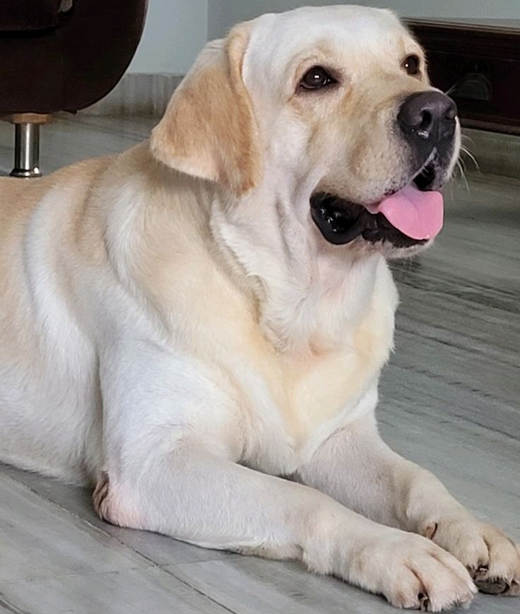 Happy Golden Labrador smiling at home